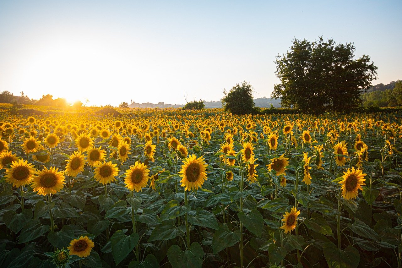 Bilocale Girasoli